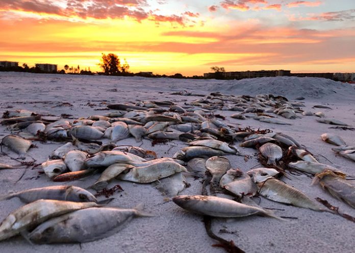 Peces_qlBqnhs estados unidos