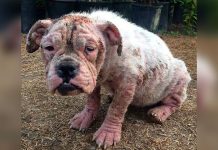 El sorprendente cambio de una perrita abandonada y con la piel llena de úlceras (FOTOS) perra abandonada