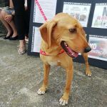 Por primera vez en América Latina, un perro asiste a un juicio como víctima costa rica