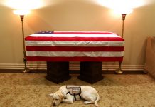 El perro de George H.W. Bush lo acompaña en su último viaje a Washington george h.w. bush