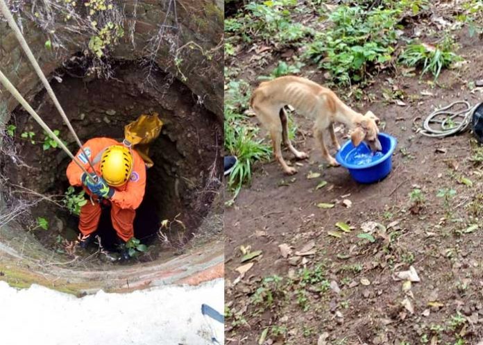 Perro_DW0DUr7 el salvador