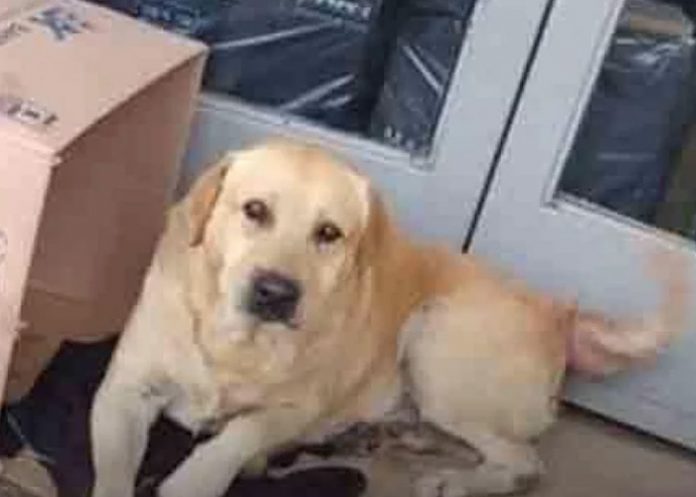 Perro_E7YYK33 argentina