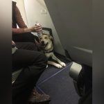 Niña es mordida por un perro al abordar avión de pasajeros phoenix