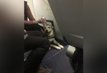 Niña es mordida por un perro al abordar avión de pasajeros phoenix