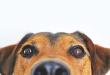 Le sacó el corazón al perro de su hermana tras pelarse con ella costa rica