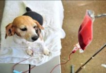 ¿Cómo funciona el primer banco de sangre para perros y gatos de México? ciudad de mexico