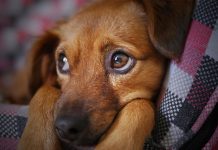 Un año después que fue robado, perro regresa con su amo amo
