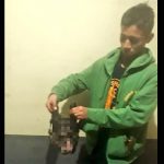 Cae cuando trasladaba 35 libras de carne de perro para vender guatemala