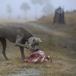 Continúan hallazgos de restos de perros en Mixco, Guatemala guatemala