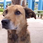 Conozca a «Solovino» o Felipe, el perro que va a la universidad perro solovino