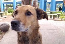 perro solovino