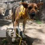 Rescatan a perrita que era abusada sexualmente por un hombre en Carazo rescate