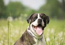 «¡Mi perro me disparó!», dice estadounidense herido de bala por su mascota mascota balew