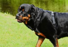 Rottweilers matan a una abuela, hieren a nietos en Carolina del Norte estados unidos