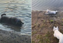Algas tóxicas matan a cuatro perros en Estados Unidos cambio climatico