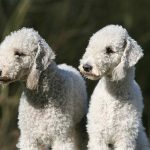 Anciano tuvo sexo con dos perros y ahora no podrá criar animales sexo con animales