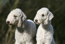 Anciano tuvo sexo con dos perros y ahora no podrá criar animales sexo con animales