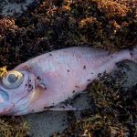 Autoridades en alerta por marea roja en playas de Florida marea roja