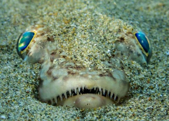 Pez_mFsmyY2 picadura