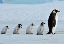 Mega pingüino descubierto en Nueva Zelanda