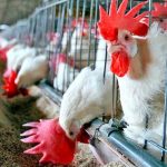 Taiwán sacrifica cerca de 7.000 pollos para frenar brote de gripe aviar asia