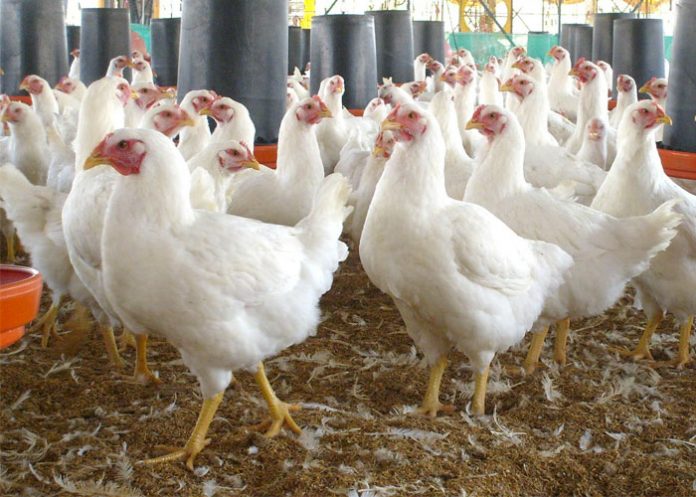 Pollos_X1MlU01 republica dominicana