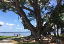 FOTOS: Mujer se «casa» con árbol centenario de Florida miami