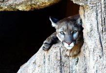 Matan a tiros a un puma en la capital de Dakota del Norte puma