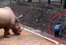 Mujer pone en peligro su vida frente a rinocerontes por su celular (VIDEO) rinones