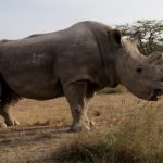 Muere el último rinoceronte blanco macho del mundo (FOTOS) sudan