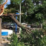 Árbol mata a niña de 3 años en Costa Rica dolor