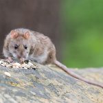 Buenos Aires registra el primer caso de contagio por hantavirus buenos aires
