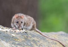 Buenos Aires registra el primer caso de contagio por hantavirus buenos aires