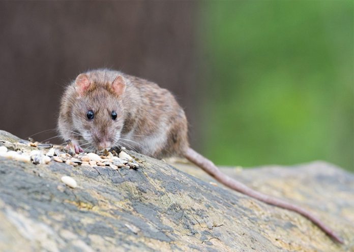 Rata_6BrLKcV buenos aires