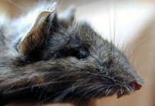 Ratas gigantes invaden ciudad inglesa de Kingston upon Hull ratas gigantes