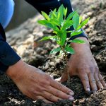 Proyecto de reforestación busca frenar la migración en El Salvador mexico