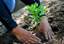 Proyecto de reforestación busca frenar la migración en El Salvador mexico