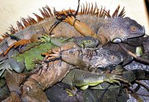 Cae hondureño en El Salvador por traficar garrobos e iguanas el salvador