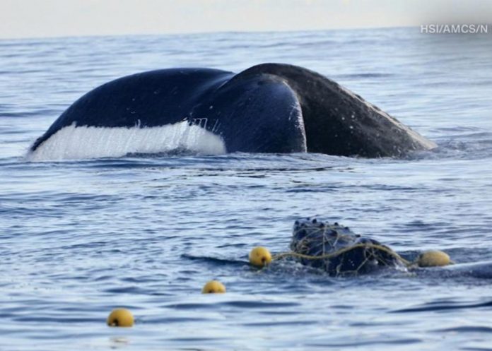 Rescate_08j7OlO australia