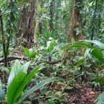 destacamento militar sur