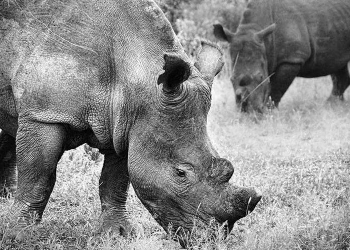 Rinoceronte_tGQ8SvO rinocerontes negros
