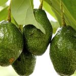 Por robar aguacates le balean los testículos impactos de bala