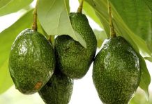 Por robar aguacates le balean los testículos impactos de bala