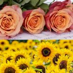 Ecuador: Tiñen rosas para que duren después de San Valentín (FOTOS) colombia