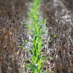 Un millón de centroamericanos necesitan «urgente» asistencia alimentaria corredor seco centroamericano