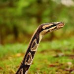 pasajeros lesionados