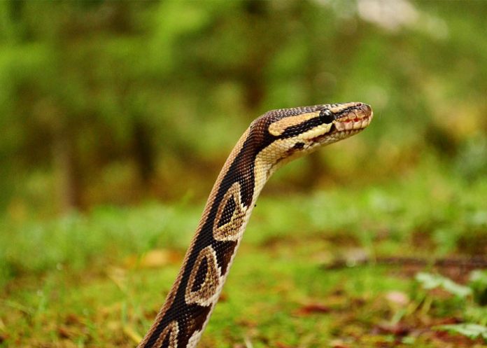 pasajeros lesionados
