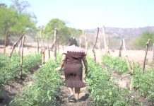 Salvadoreñas siembran hortalizas pese a falta de agua en Morazán el salvador