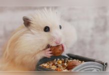 Por esta razón los hámsters se meten mucha comida en sus cachetes hamster