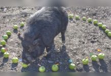 Conocé al cerdito que predice quien ganará el Mundial Rusia 2018 mystic marcus